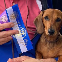 Dachshund All Grown Up from Racebrook Dachshunds