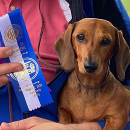 Dachshund All Grown Up from Racebrook Dachshunds