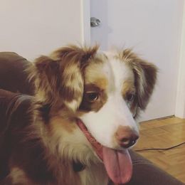 Miniature Australian Shepherds from Bethany's Mini Aussie Pups
