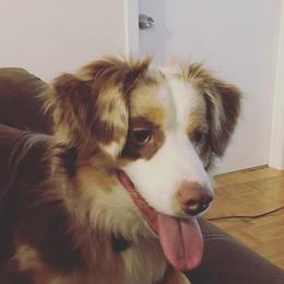 Miniature Australian Shepherds from Bethany's Mini Aussie Pups