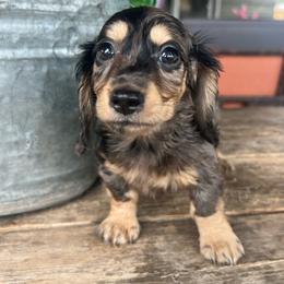 Moxie boy one - Dapple male Dachshund puppy in Payette, Idaho from NT Mini Doxies