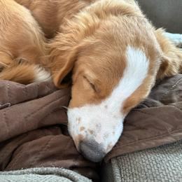 Tip - male Australian Mountain Doodle puppy in Melba, Idaho from Sleepy Hollow Mountain Doodles