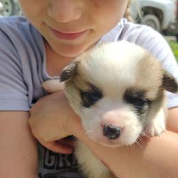 Triple Clear, OFA parents 2G - Red female Pembroke Welsh Corgi puppy in Harpursville, New York from Rex Farm Corgis