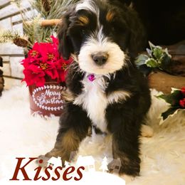 Kisses - Tri-color male Bernedoodle puppy in Bountiful, Utah from Abidoodles