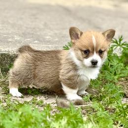 Pembroke Welsh Corgi Puppies from Pembroke Welsh Corgis at Belle Haven