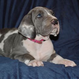 Great Dane and Miniature Schnauzer Puppies from River Valley Great Danes