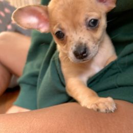 Chihuahua Puppies from Tulum Chihuahuas