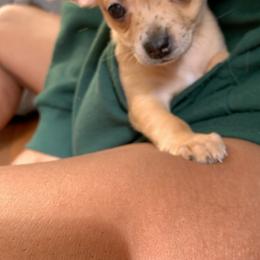 Chihuahua Puppies from Tulum Chihuahuas