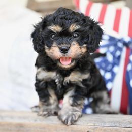 Westin - Black and tan male Cavapoo puppy in Lawton, Oklahoma from Lindsey’s Cavies