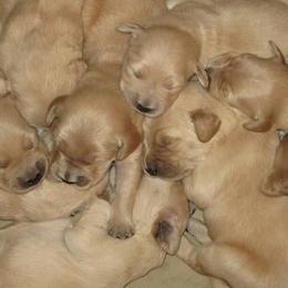 Dogue de Bordeaux and Golden Retriever Puppies from CLC Kennels
