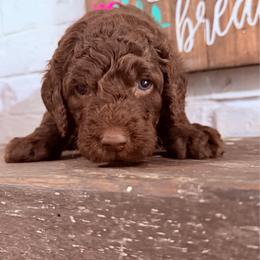 Porsche - Chocolate female Goldendoodle puppy in Arlington, Texas from Chambers Doodle Patch