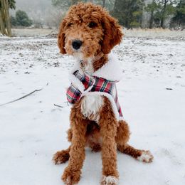Molly - Poodle
