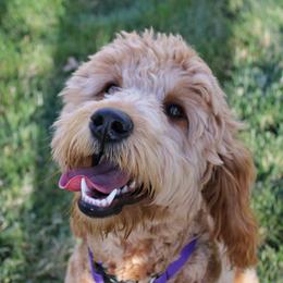 Penny - Goldendoodle
