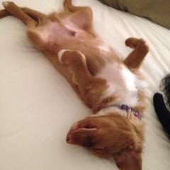 Nova Scotia Duck Tolling Retriever All Grown Up from Melinda Van's Nova Scotia Duck Tolling Retrievers