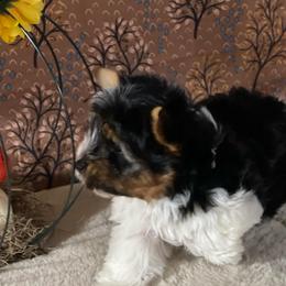 Koda  2650 AKC - Black tan and white male Biewer Terrier puppy in Douglas, Georgia from Heartland small breeds