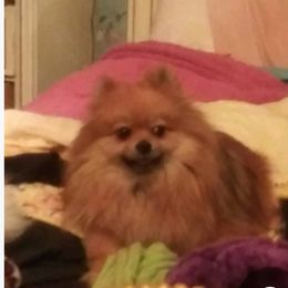 Pomeranian Puppies from La Belle Pomeranians