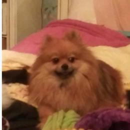 Pomeranian Puppies from La Belle Pomeranians