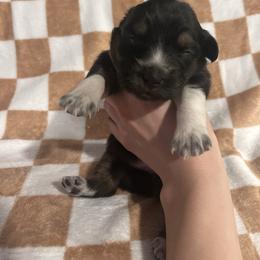 Resty - Black tri-color female Australian Shepherd puppy in Mcmillan, Michigan from Hall-N-Auss Australian shepherds