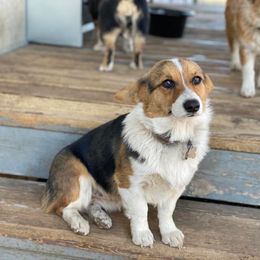 Eve - Pembroke Welsh Corgi