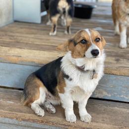 Eve - Pembroke Welsh Corgi