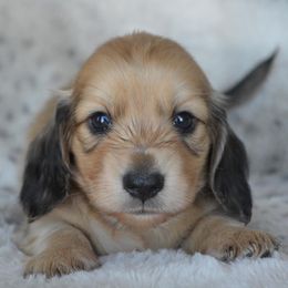 Dachshund Puppies from Dreamheart Dachshunds