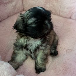 Gold girl - Gold female Shih Tzu puppy in Sarasota, Florida from Platinum Paws Puppies
