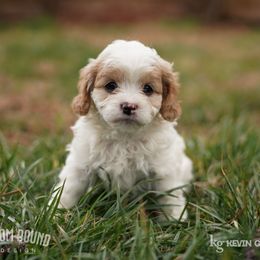 Assorted Doodle Crosses, Bichon Frise, Cavapoo, Goldendoodle, Labradoodle, and Schnoodle Puppies from Kingdom Bound By Design