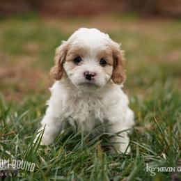 Assorted Doodle Crosses, Bichon Frise, Cavapoo, Goldendoodle, Labradoodle, and Schnoodle Puppies from Kingdom Bound By Design