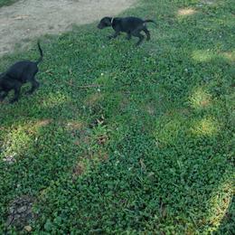 Great Dane Puppies from Morgan's North Alabama Danes