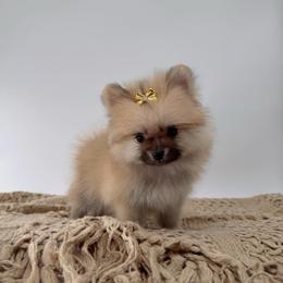 Kate - Cream sable female Pomeranian puppy in California from Petite Poms Of CA