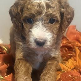 White collar - Red  male Goldendoodle puppy in Maumee, Ohio from Bell's Doodles