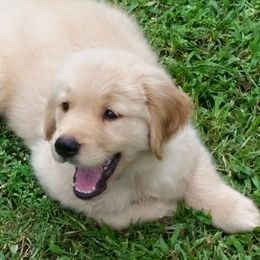 Golden Retriever Puppies from G & G Goldens