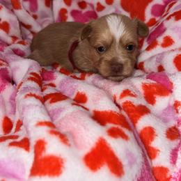 Yorkshire Terrier Puppies from Prissy PawPals