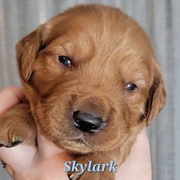 Skylark - Dark golden male Golden Retriever puppy in Scurry, Texas from 07 Seven Oaks Goldens and Doodles