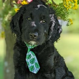 Scuttle - Black Goldendoodle puppy in Tennessee from Middle Tennessee Golden Doodles