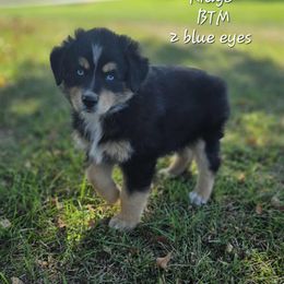 Ridge - Black tri male Miniature Australian Shepherd puppy in Orrtanna, Pennsylvania from Mountain Top Shepherd's
