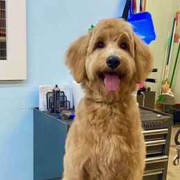 Goldendoodles from Dolly Doodles TX