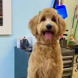 Goldendoodles from Dolly Doodles TX
