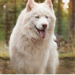 Meadow - Siberian Husky