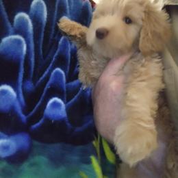 Labradoodle Puppies from Hills labradoodles