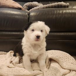 Cleo - Black tri-color female Australian Shepherd puppy in Lititz, Pennsylvania from Skyview Aussies
