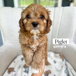 Piglet - Red female Cavapoo puppy in Easley, South Carolina from Cutiepie Cavapoos