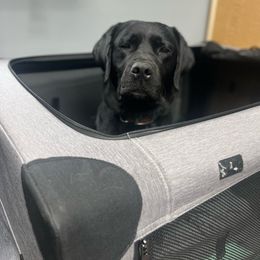 Dilute Retriever All Grown Up from BR Labradors, LLC