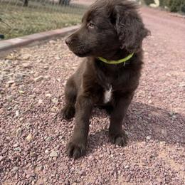 Yellow - Chocolate female Golden Aussiedoodle puppy in Chino Valley, Arizona from AZ Stickerdoodles