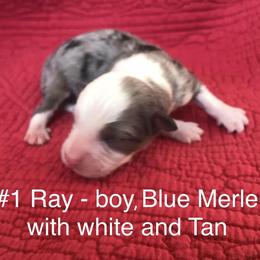 Miniature Australian Shepherd Puppies from Astrids Mini/Toy Aussies