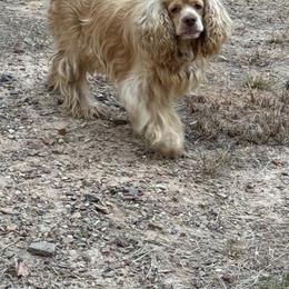 Jack - Cocker Spaniel