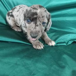Patch - Dapple male Dachshund puppy in Bigfork, Minnesota from Long Ears and Long Dogs Ranch
