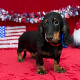 Sawyer - Black and tan male Dachshund puppy in Lincoln, Arkansas from Red Dirt Dachshunds