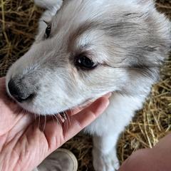 Colorado Mountain Dog Puppies from Four Winds Farm