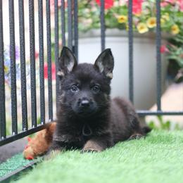 Vader - Bi-color male German Shepherd puppy in Philippi, West Virginia from Vom Haus Highlands